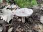 Gyöngyös tejelőgomba (Lactarius circellatus), Budai-hegység